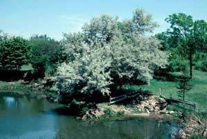 Picture of Russian-olive (Elaeagunus angustifolia) tree.