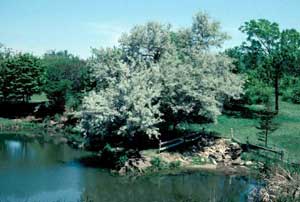 Picture of Russian-olive (Elaeagunus angustifolia) tree. Picture of Russian-olive (Elaeagunus angustifolia) tree.