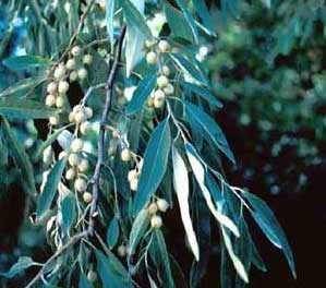 Picture closeup of Russian-olive (Elaeagunus angustifolia) fruit and leaf structure.