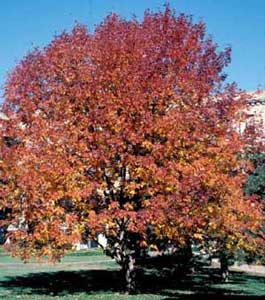 Picture of White Ash (Fraximus americana) tree form in orange fall color.