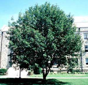 Picture of White Ash (Fraximus americana) tree form.