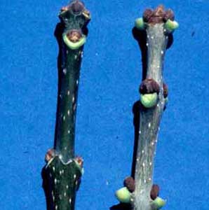 Picture closeup of White Ash (Fraximus americana) bud scars.