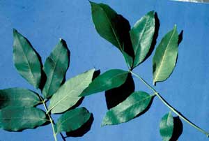 Picture closeup of White Ash (Fraximus americana) leaf structure.