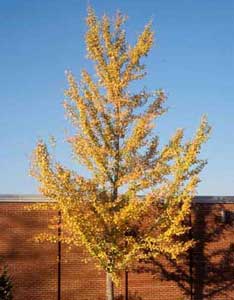 Picture of Ginkgo (Ginkgo biloba) tree form in yellow fall color.