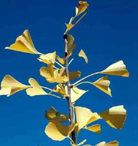 Picture closeup of Ginkgo (Ginkgo biloba) leaf structure in yellow fall color.