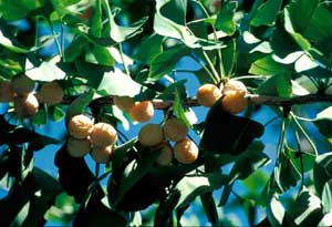 Picture of Ginkgo (Ginkgo biloba) fruit and leaf structure.