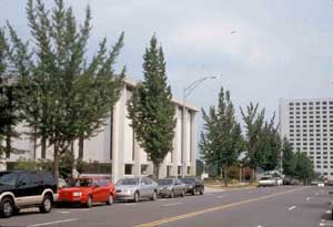 Picture of Ginkgo (Ginkgo biloba) trees lining city street and buildings in commercial landscape example.