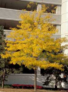 Picture of Thornless Common Honeylocust (Gleditsia triacanthos var. inermis) form in yellow fall color.