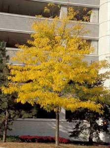 Picture of Thornless Common Honeylocust (Gleditsia triacanthos var. inermis) form in yellow fall color. Picture of Thornless Common Honeylocust (Gleditsia triacanthos var. inermis) form in yellow fall color.