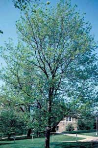 Picture of Thornless Common Honeylocust (Gleditsia triacanthos var. inermis) tree form.