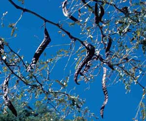 Picture of Thornless Common Honeylocust (Gleditsia triacanthos var. inermis) fruit pods hanging from branches.