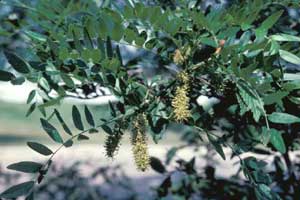 Picture closeup of Thornless Common Honeylocust (Gleditsia triacanthos var. inermis) male flower structure.