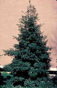 Picture of American Holly (Ilex opaca) in young form