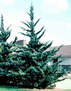 Picture of Canaert Eastern Redcedar (Juniperus virginiana 'Canaertii') tree showing distinctive form. Picture of Canaert Eastern Redcedar (Juniperus virginiana 'Canaertii') tree showing distinctive form.