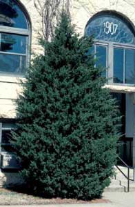 Picture of Eastern Redcedar (Juniperus virginiana) tree form. Picture of Eastern Redcedar (Juniperus virginiana) tree form.