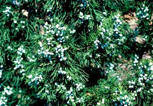 Picture closeup of Eastern Redcedar (Juniperus virginiana) fruit.