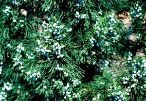 Picture closeup of Eastern Redcedar (Juniperus virginiana) fruit. Picture closeup of Eastern Redcedar (Juniperus virginiana) fruit.