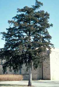 Picture of Eastern Redcedar (Juniperus virginiana) older tree form.