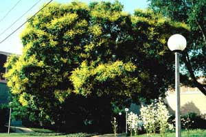 Picture of Goldenraintree (Koelreuteria paniculata) tree form in bloom with yellow flowers.