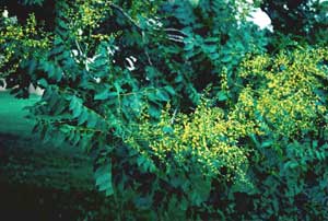 Picture of Goldenraintree (Koelreuteria paniculata) leaves and yellow flowers.