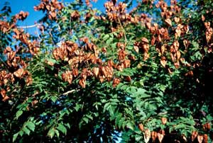 Picture of Goldenraintree (Koelreuteria paniculata) reddish heart-shaped fruit and leaves.