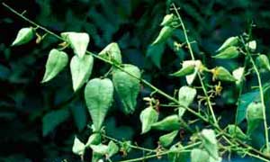 Picture closeup of Goldenraintree (Koelreuteria paniculata) heart-shaped green immature fruit.