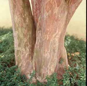 Picture of Crapemyrtle (Lagerstroemia indica) bark showing exfoliation patterns.