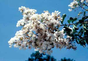 Picture of Crapemyrtle (Lagerstroemia indica) flower cluster of white flowers. Picture of Crapemyrtle (Lagerstroemia indica) flower cluster of white flowers.