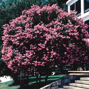 Picture of Crapemyrtle (Lagerstroemia indica) form with flowers.