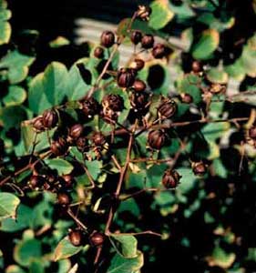 Picture of Crapemyrtle (Lagerstroemia indica) fruit and leaves.