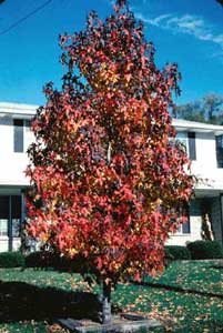 Picture of Sweetgum (Liquidambar styraciflua) form in red and yellow fall colors.
