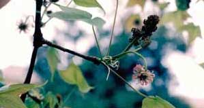 Picture of Sweetgum (Liquidambar styraciflua) faded pink flower structure.