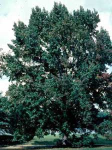 Picture of Sweetgum (Liquidambar styraciflua) tree form.