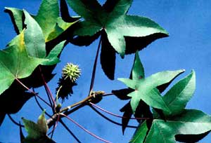 Picture of Sweetgum (Liquidambar styraciflua) fruit and leaf structure showing star-shaped leaves and spiny fruit.