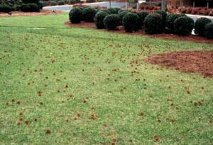 Picture of Sweetgum (Liquidambar styraciflua) fruit droppings on lawn.