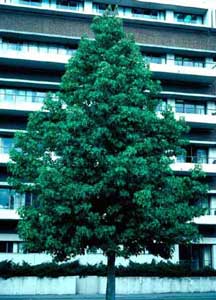 Picture of Sweetgum (Liquidambar styraciflua) form of young treee.