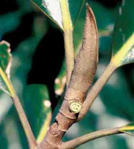 Picture closeup of Southern Magnolia (Magnolia grandiflora) flower bud.