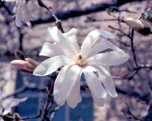 Picture closeup of Star Magnolia (Magnolia stellata) flower structure.