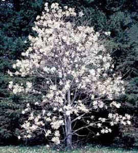 Picture of Star Magnolia (Magnolia stellata) tree bearing early spring white flowers.