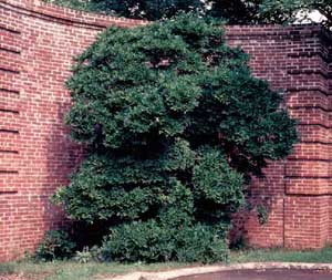 Picture of Star Magnoia (Magnolia stellata) tree form.