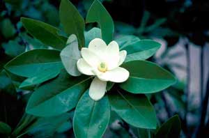 Picture closeup of Sweetbay Magnolia (Magnolia virginiana) white flower and leaf structure. Picture closeup of Sweetbay Magnolia (Magnolia virginiana) white flower and leaf structure.