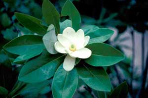 Picture closeup of Sweetbay Magnolia (Magnolia virginiana) white flower and leaf structure.