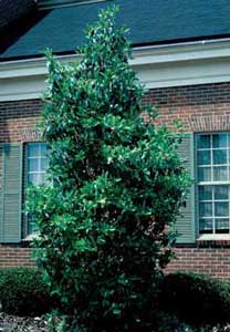 Picture of Sweetbay Magnolia (Magnolia virginiana) tree form.