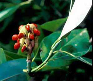 Picture closeup of Sweetbay Magnolia (Magnolia virginiana) fruit.