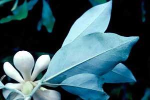 Picture of Sweetbay Magnolia (Magnolia virginiana) leaves showing lighter color distinction on reverse.