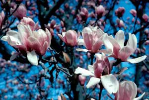 Picture closeup of Saucer Magnolia (Magnolia x soulangiana) pink and white flower structure.