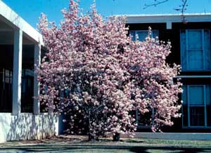 Picture of Saucer Magnolia (Magnolia x soulangiana) form in early spring pink and white flowers.