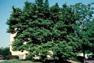 Picture of Saucer Magnolia (Magnolia x soulangiana) tree form Picture of Saucer Magnolia (Magnolia x soulangiana) tree form
