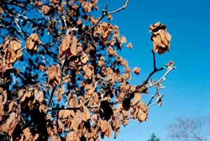 Picture of Saucer Magnolia (Magnolia x soulangiana) flowers withered and brown from frost damage.