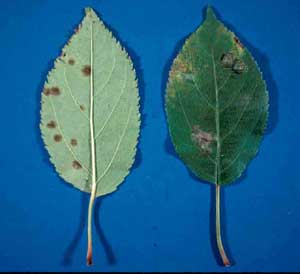 Picture closeup of Flowering Crabapple (Malus sp.) leaves top and underside showing brown spots of applescab.